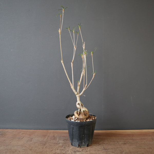 塊根植物 – TaiShoDo ONLINE SHOP
