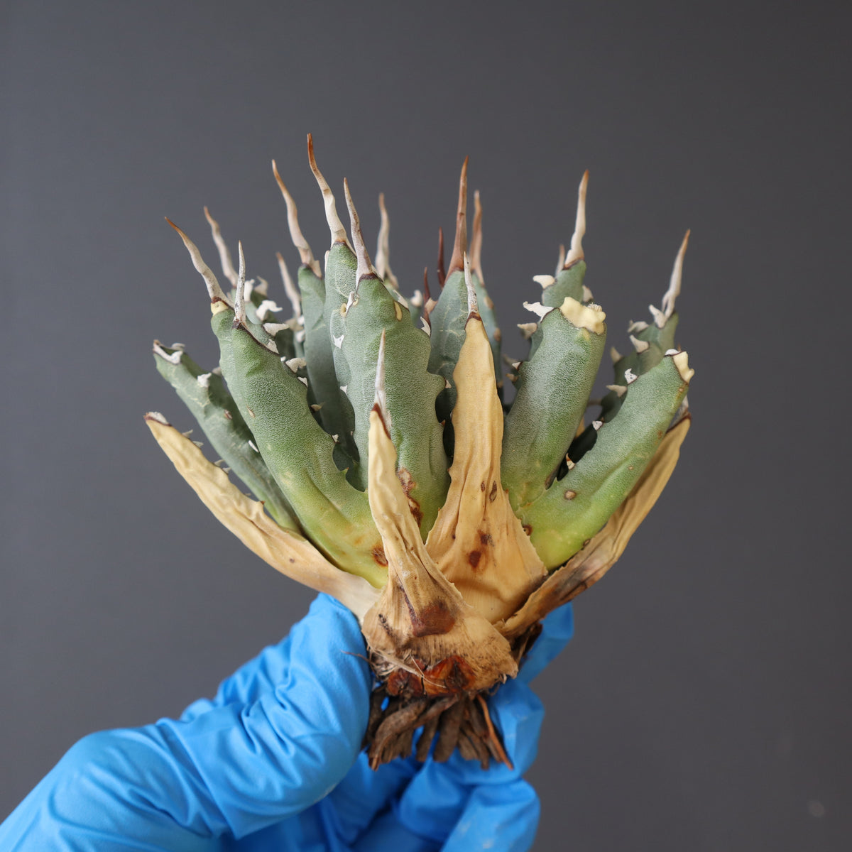 アガベ 実生　まさしさん専用 アガベ・実生苗植替とマイナーなアガベ達 | ☆ガマンマの ニク