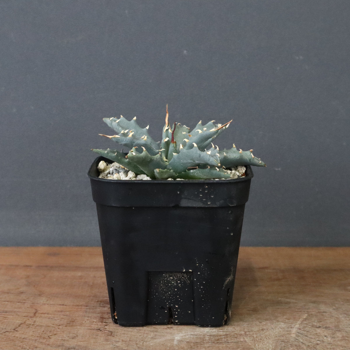 TaiShoDo ONLINE SHOP 塊根植物 多肉植物通販