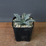 アガベ　ユタエンシス・ネバデンシス EC1196