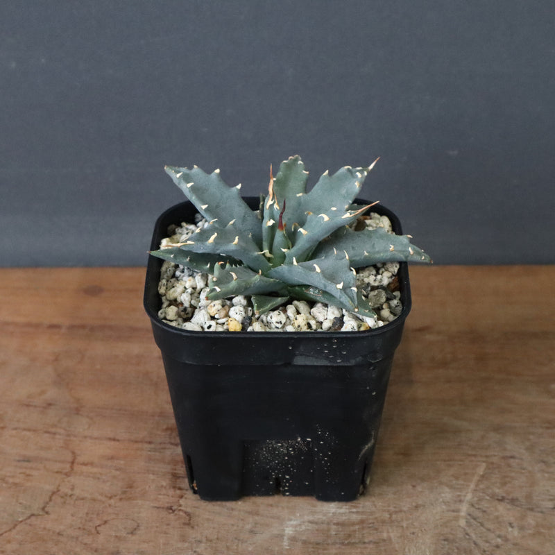 アガベ　ユタエンシス・ネバデンシス EC1196