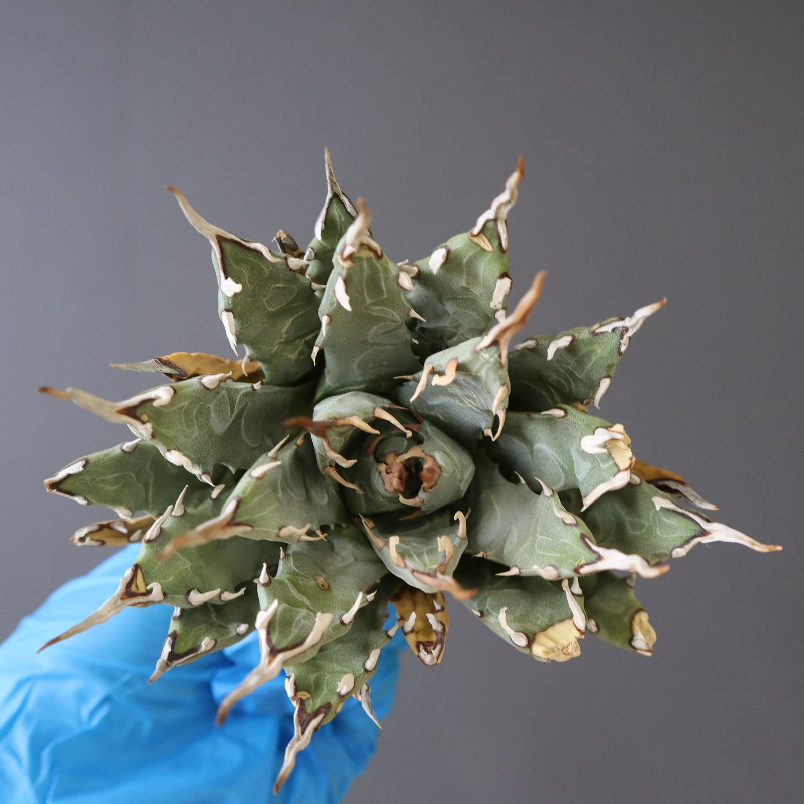 ベアルート】アガベ エボリスピナM EC865 – TaiShoDo ONLINE SHOP