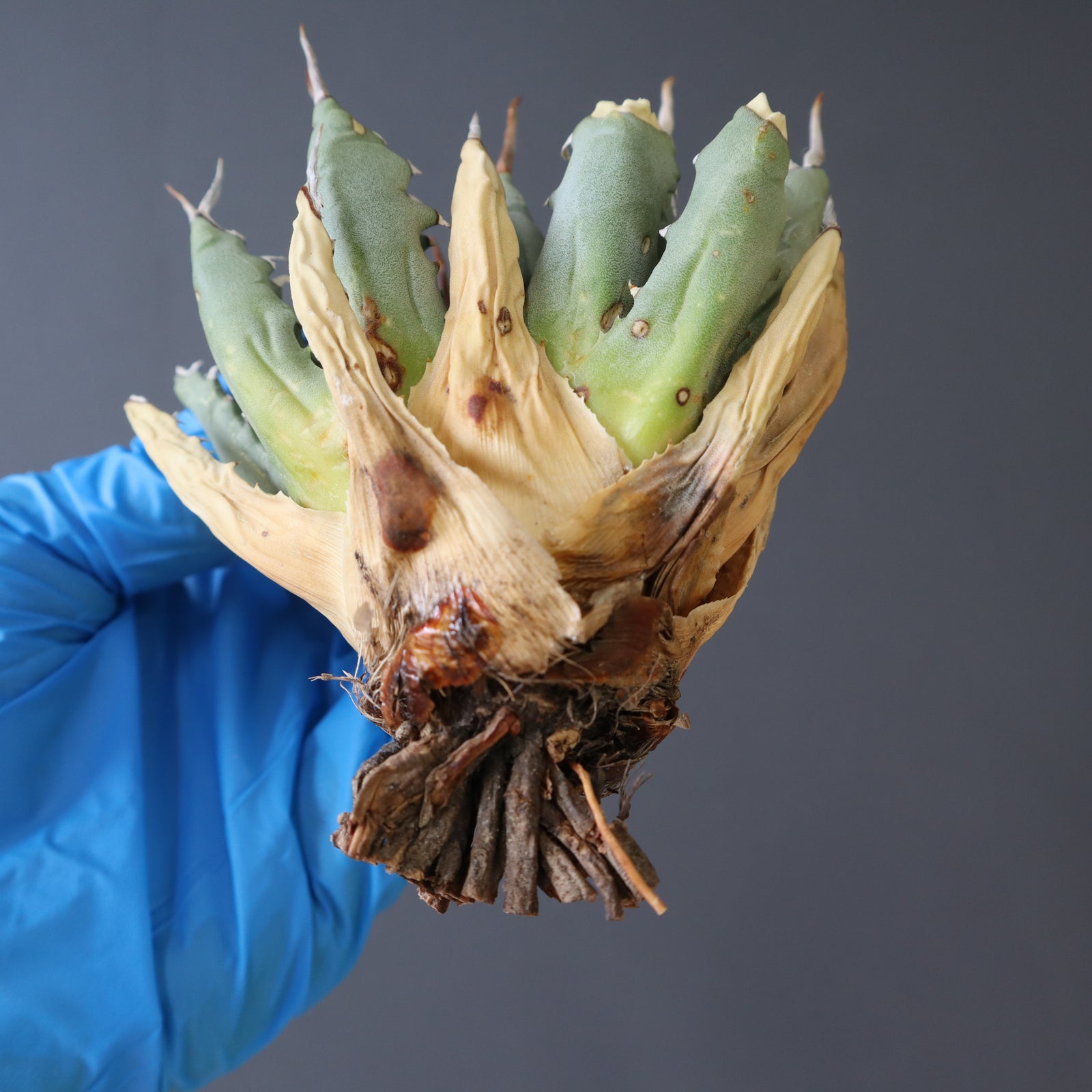 エボリスピナ、アガベ、ベアルート ベアルート】アガベ エボリスピナM EC865 – TaiShoDo ONLINE SHOP