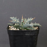 アガベ　ユタエンシス・ネバデンシス EC1196