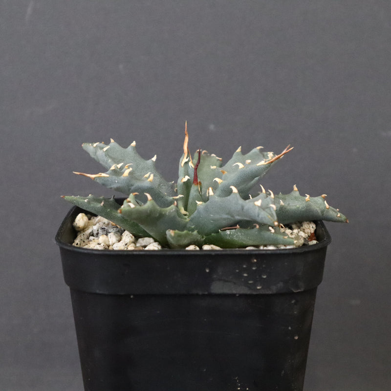 アガベ　ユタエンシス・ネバデンシス EC1196