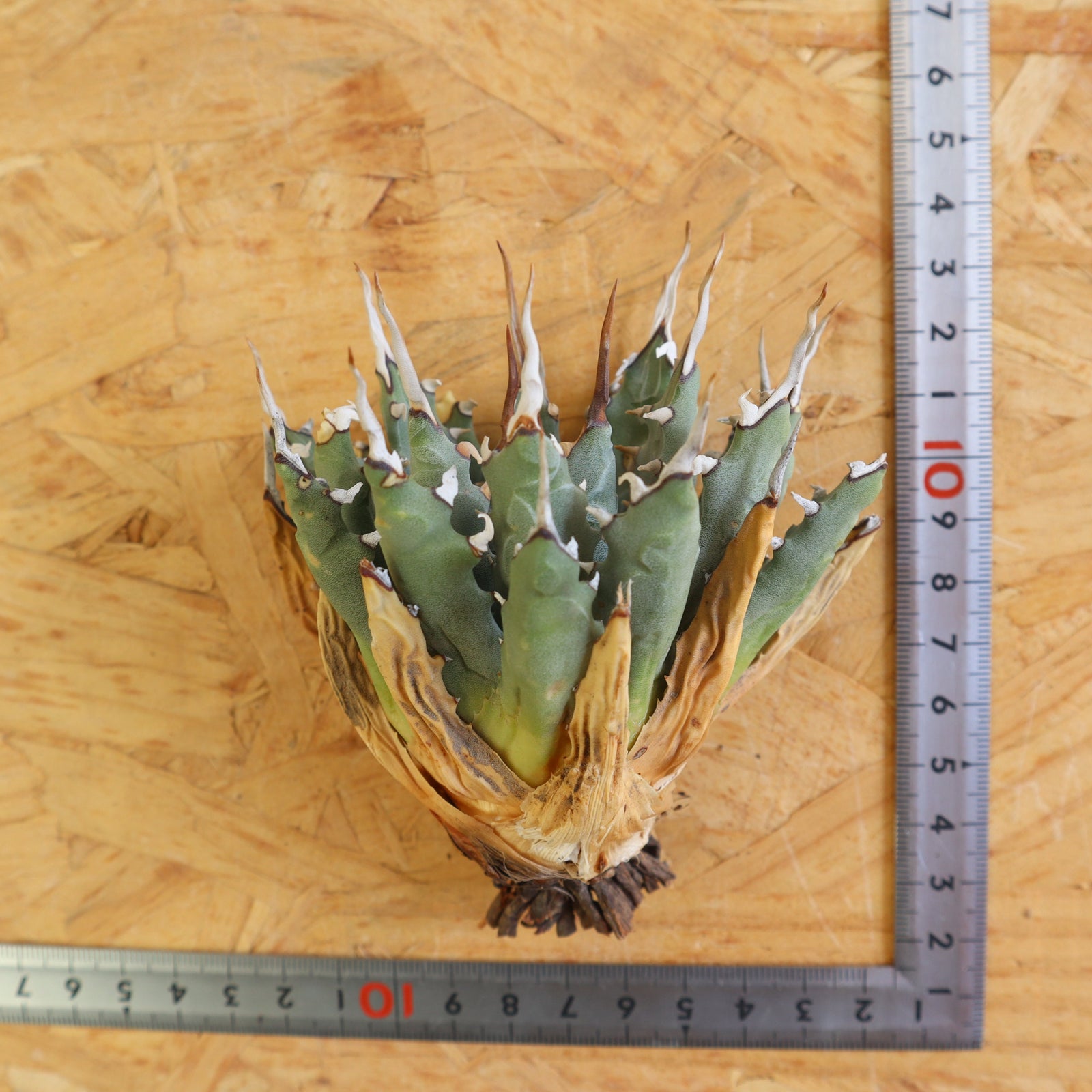 エボリスピナ、アガベ、ベアルート ベアルート】アガベ エボリスピナM EC865 – TaiShoDo ONLINE SHOP