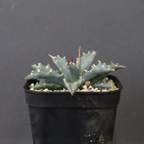 アガベ　ユタエンシス・ネバデンシス EC1196