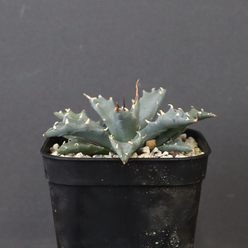 アガベ　ユタエンシス・ネバデンシス EC1196