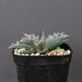 アガベ　ユタエンシス・ネバデンシス EC1196