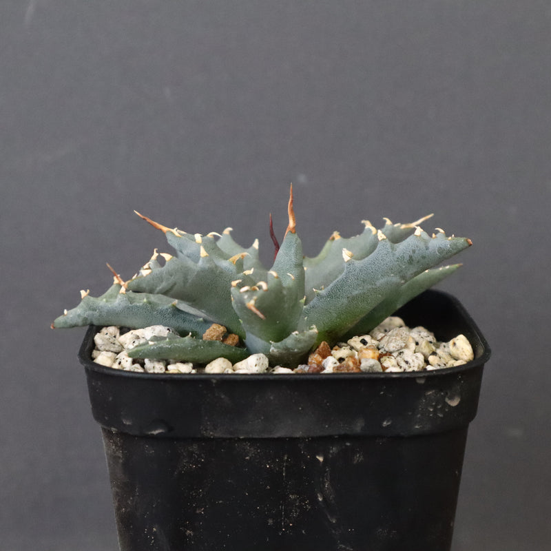 アガベ　ユタエンシス・ネバデンシス EC1196