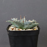 アガベ　ユタエンシス・ネバデンシス EC1196