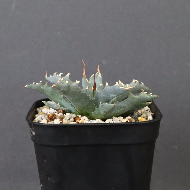 アガベ　ユタエンシス・ネバデンシス EC1196