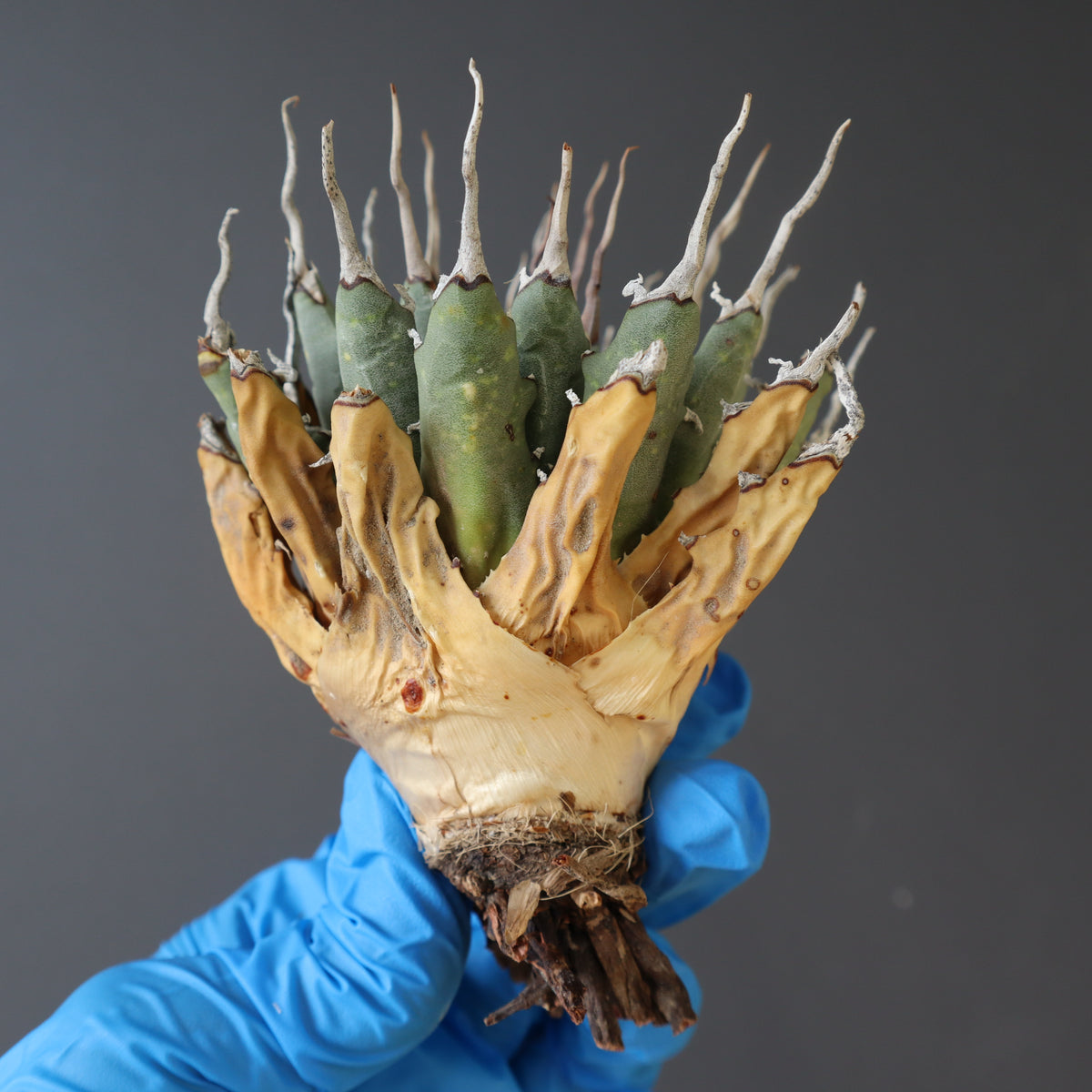 TaiShoDo ONLINE SHOP 塊根植物 多肉植物通販
