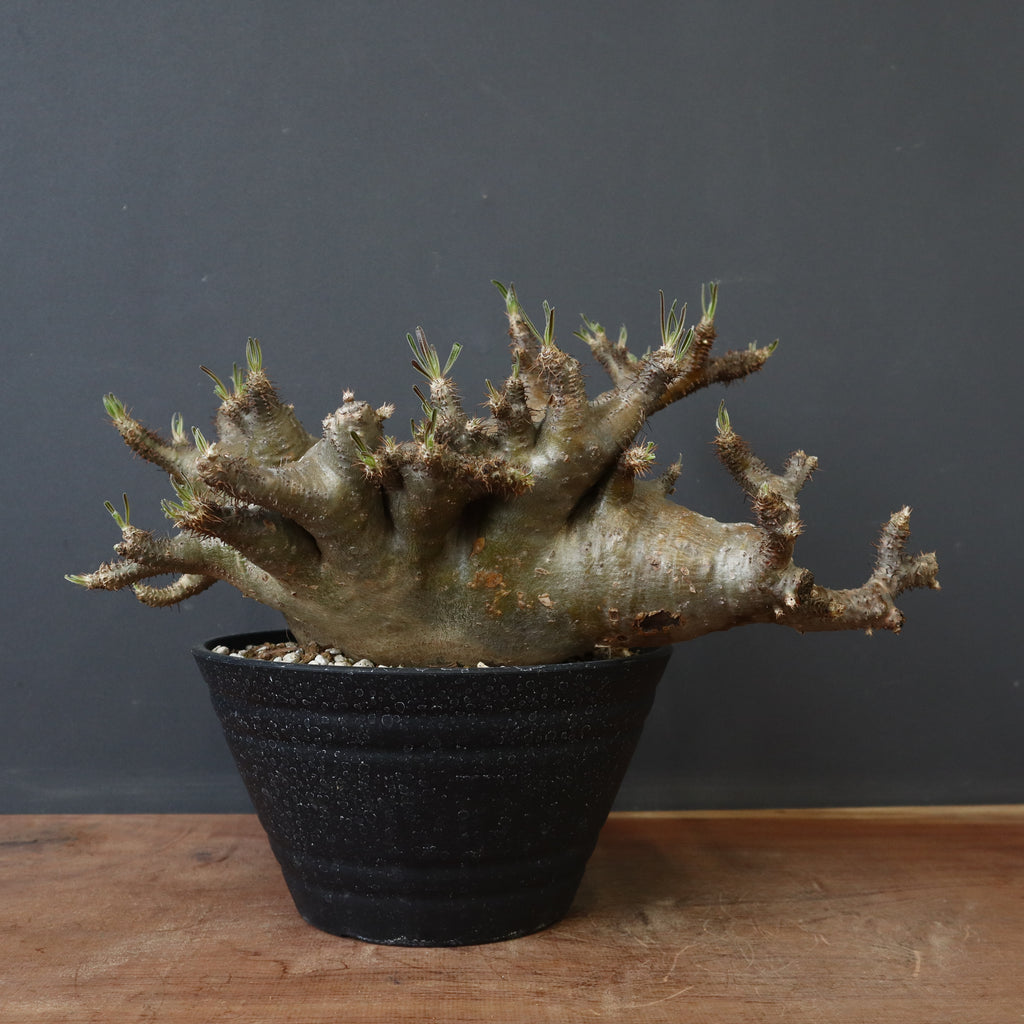 P.グラキリス 1173【綴化】 – TaiShoDo ONLINE SHOP