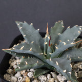 アガベ　ユタエンシス・ネバデンシス EC1196