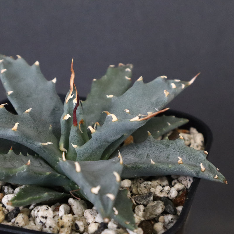 アガベ　ユタエンシス・ネバデンシス EC1196