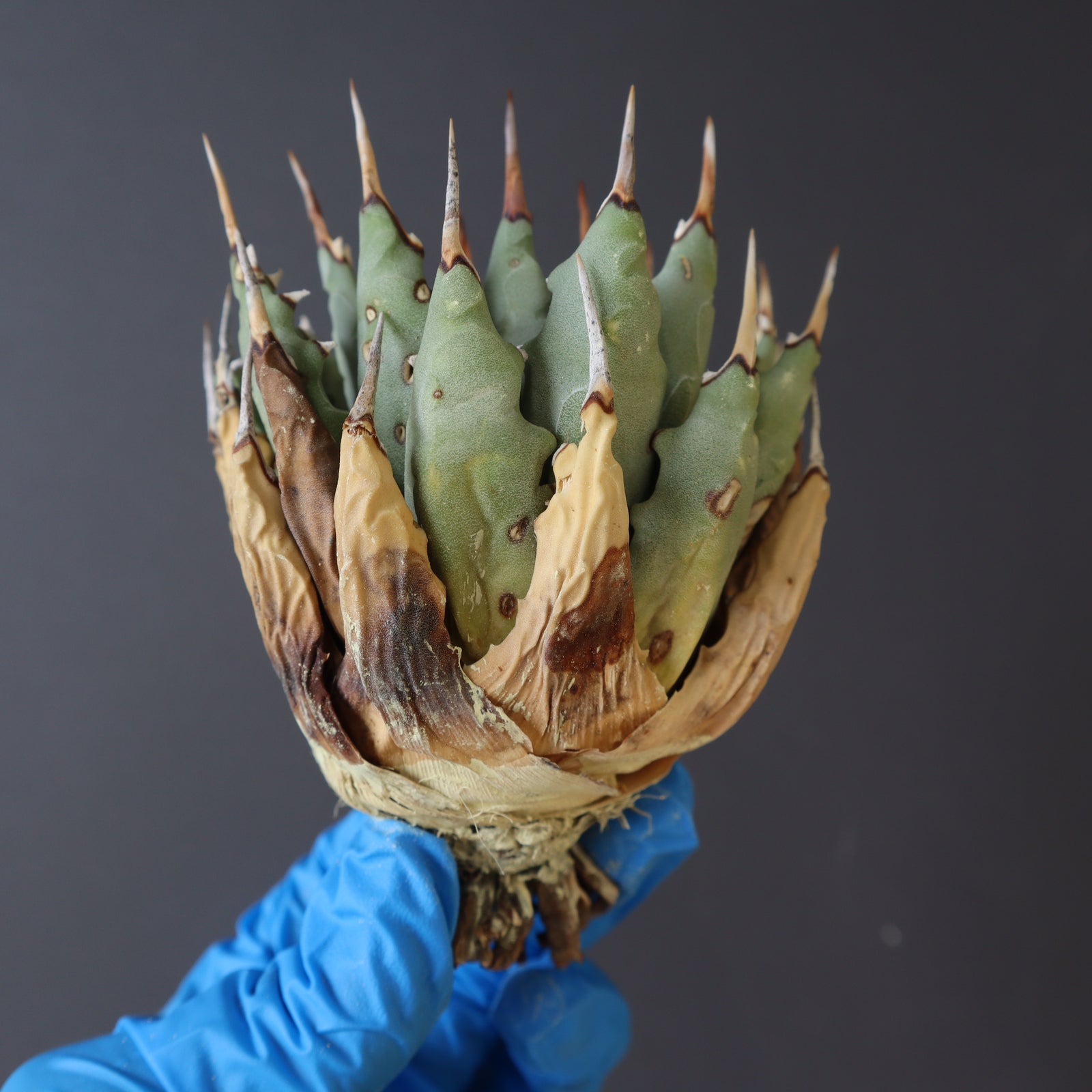 土*様 【ド陽炎・サービス品】コンパクト×ハイクオリティのエボリスピナ！ベアルー 土*様 【ド陽炎・サービス品】コンパクト×ハイクオリティの