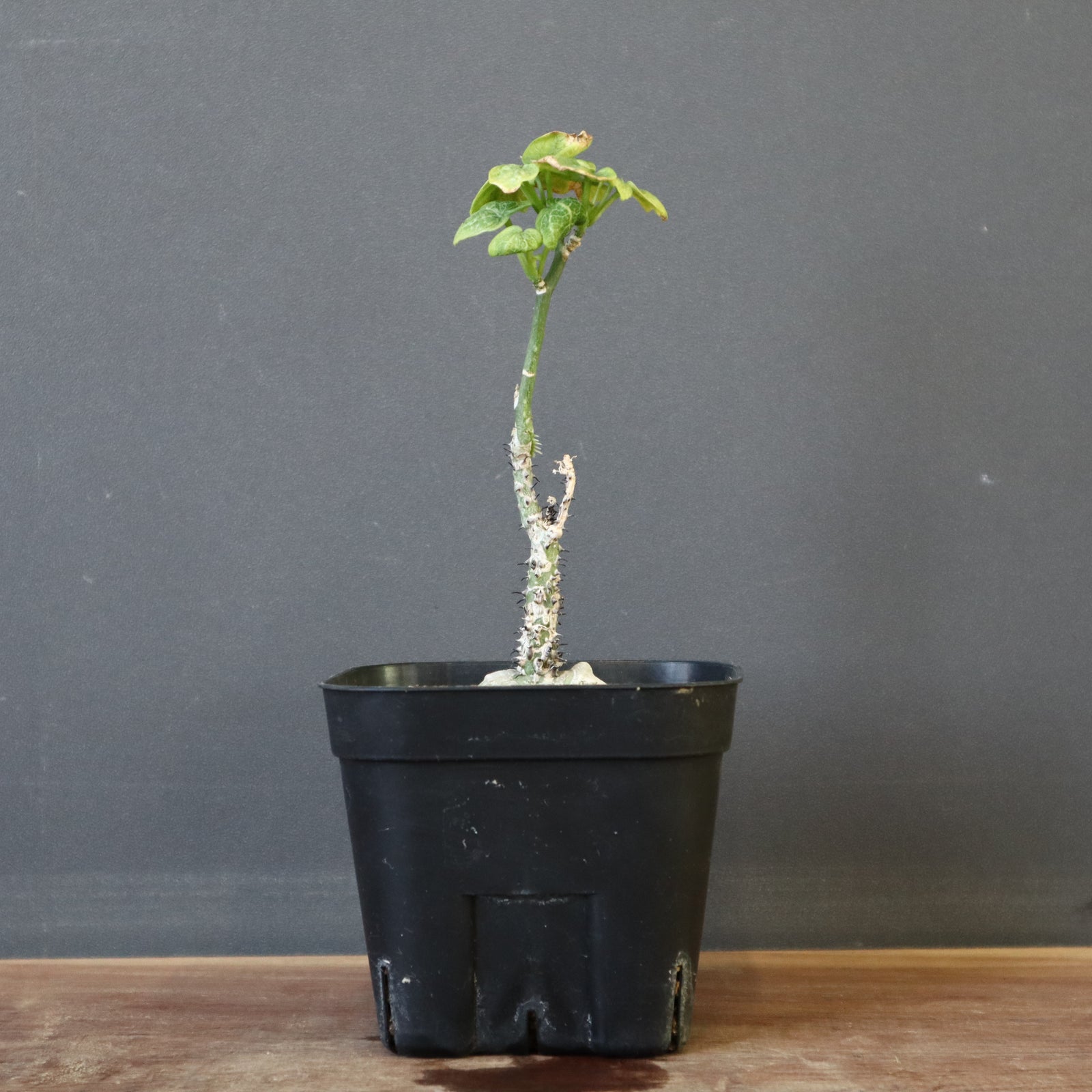 アデニア★アクレアータ アデニア・アクレアータ（Adenia aculeata）の紹介、実生記録 – ゆるぷ