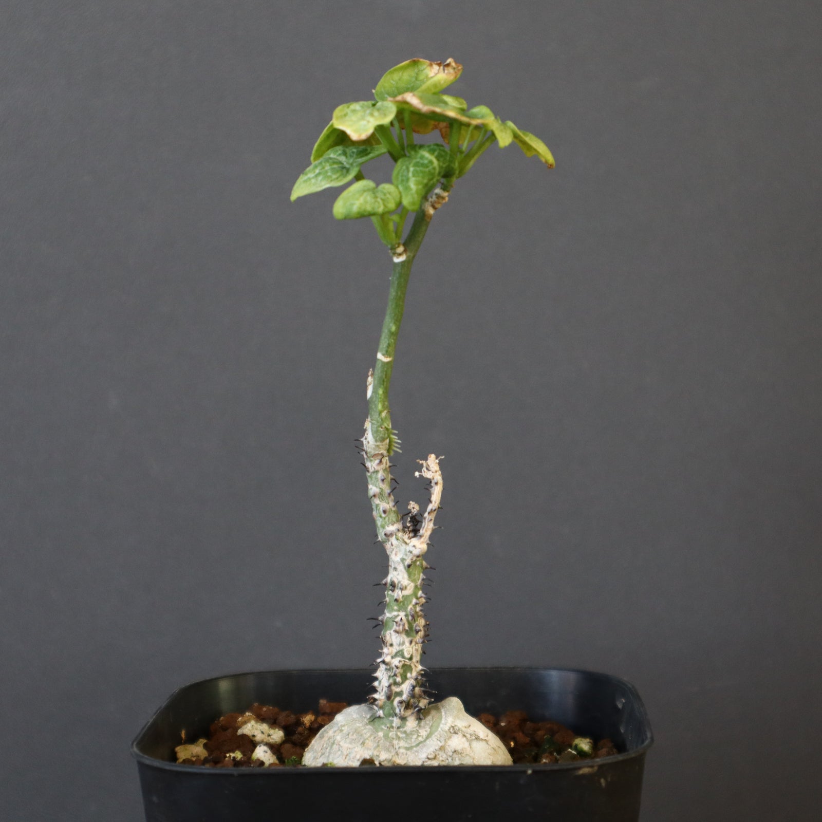 A.アクレアータ （実生）2 – TaiShoDo ONLINE SHOP