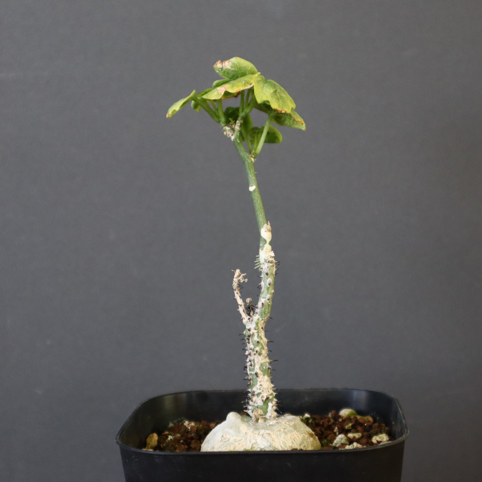 A.アクレアータ （実生）2 – TaiShoDo ONLINE SHOP