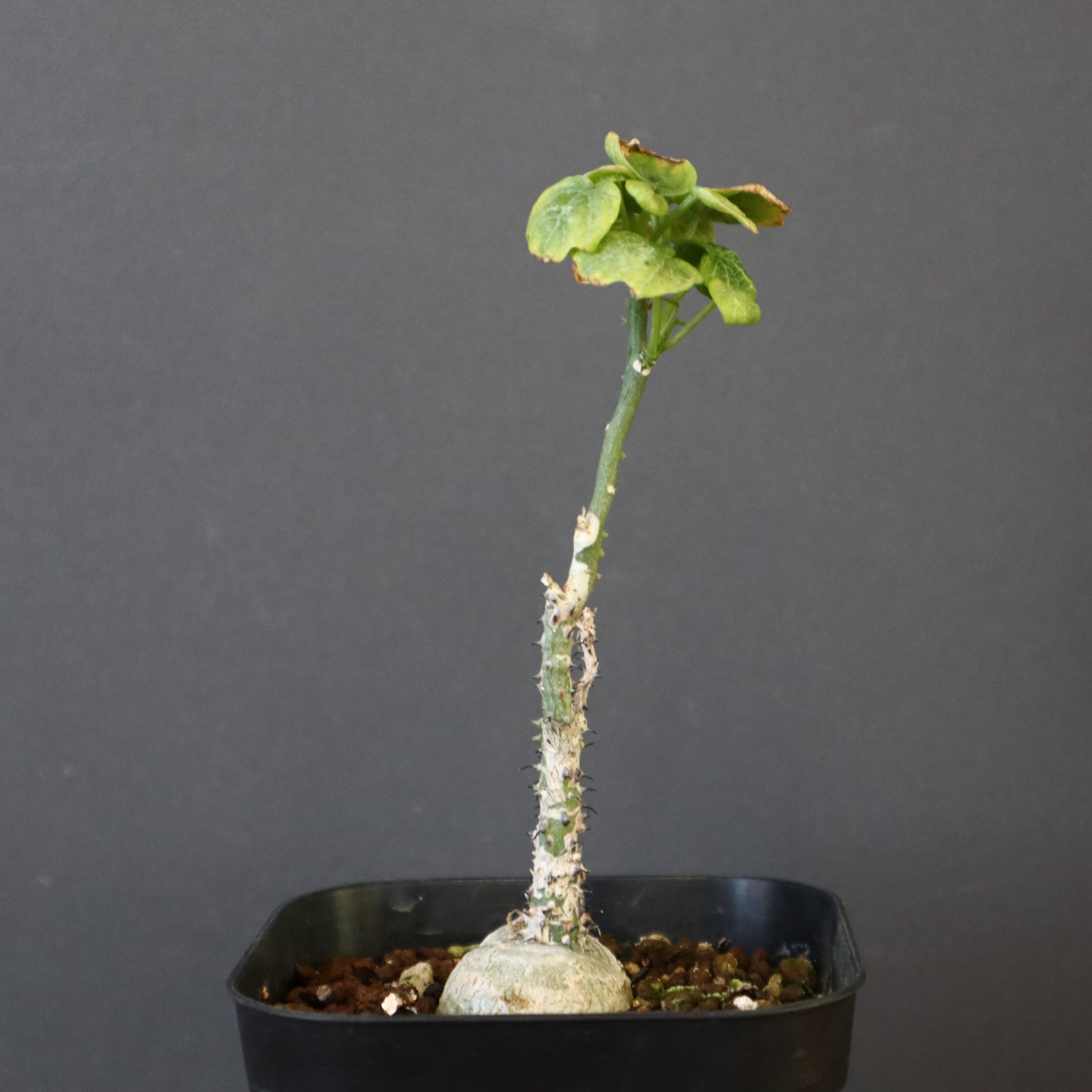 アデニア　アクレアータ　0902 アデニア アクレアータ 0902 アデニア アクレアータ 0902 アデニア