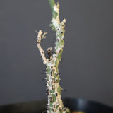 A.アクレアータ （実生）2