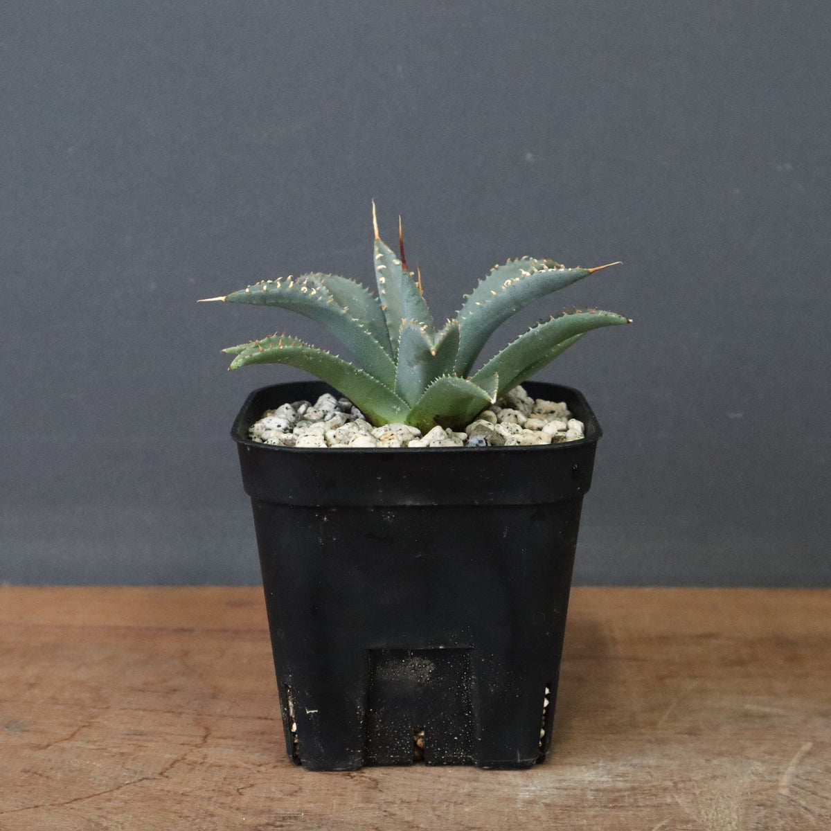 アガベ – TaiShoDo ONLINE SHOP