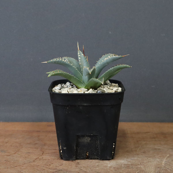 アガベ　ユタエンシス・ネバデンシス EC1198