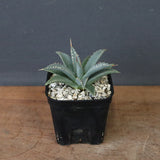 アガベ　ユタエンシス・ネバデンシス EC1198