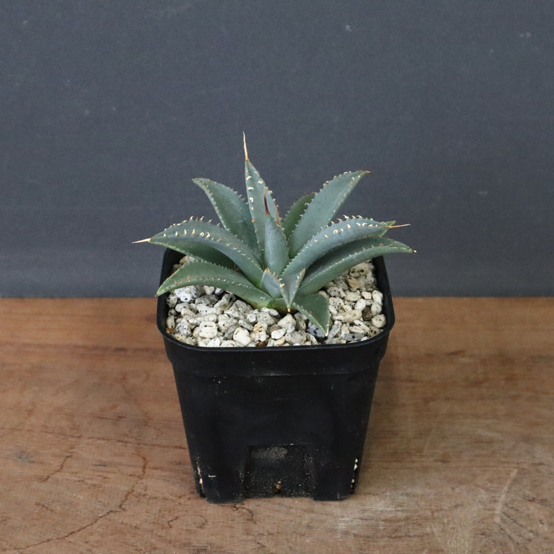 アガベ　ユタエンシス・ネバデンシス EC1198