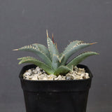 アガベ　ユタエンシス・ネバデンシス EC1198