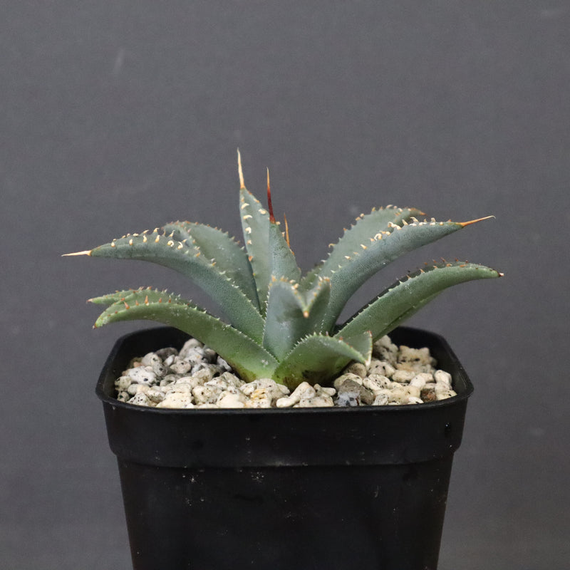 アガベ　ユタエンシス・ネバデンシス EC1198