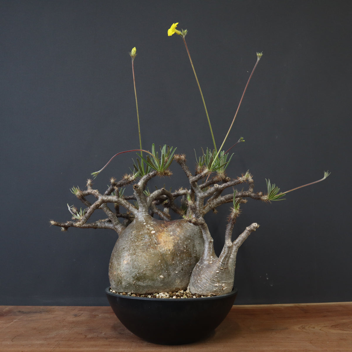 Junichi Fujiwara 樣專用手作植木鉢 LLLサイズ 検塊根植物 ) 塊根植物・観葉植物の植木鉢専門店 「HACHILABO - ハチラボ- 」