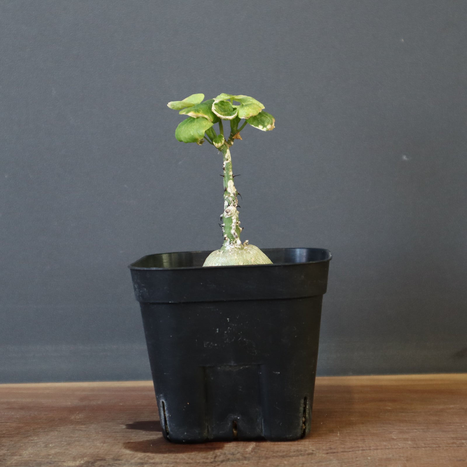 IMG_0547_67827f52-a993-4d03-