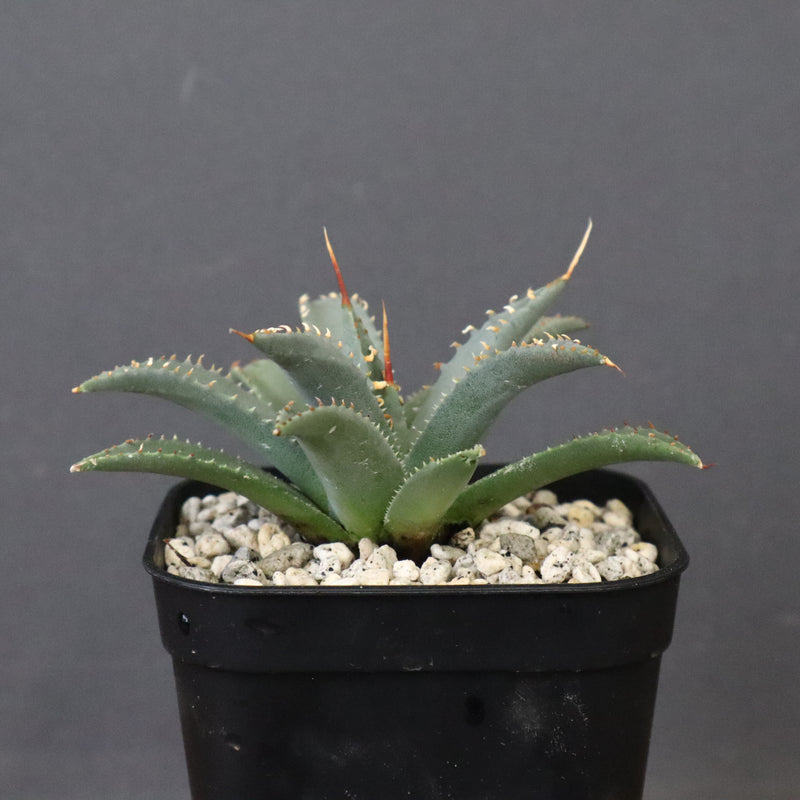 アガベ　ユタエンシス・ネバデンシス EC1198