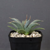 アガベ　ユタエンシス・ネバデンシス EC1198