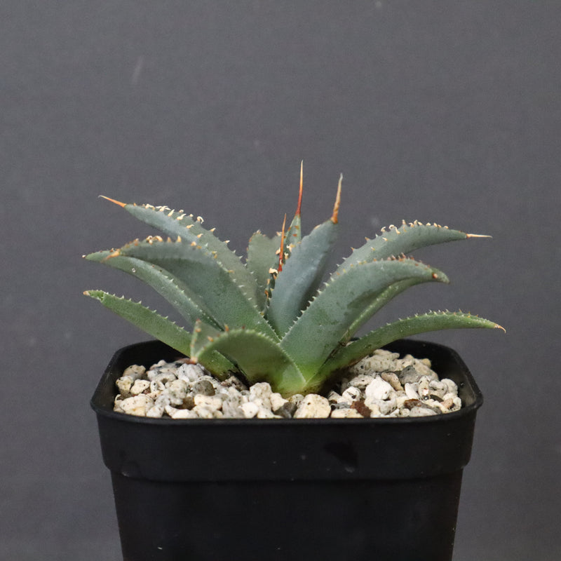 アガベ　ユタエンシス・ネバデンシス EC1198