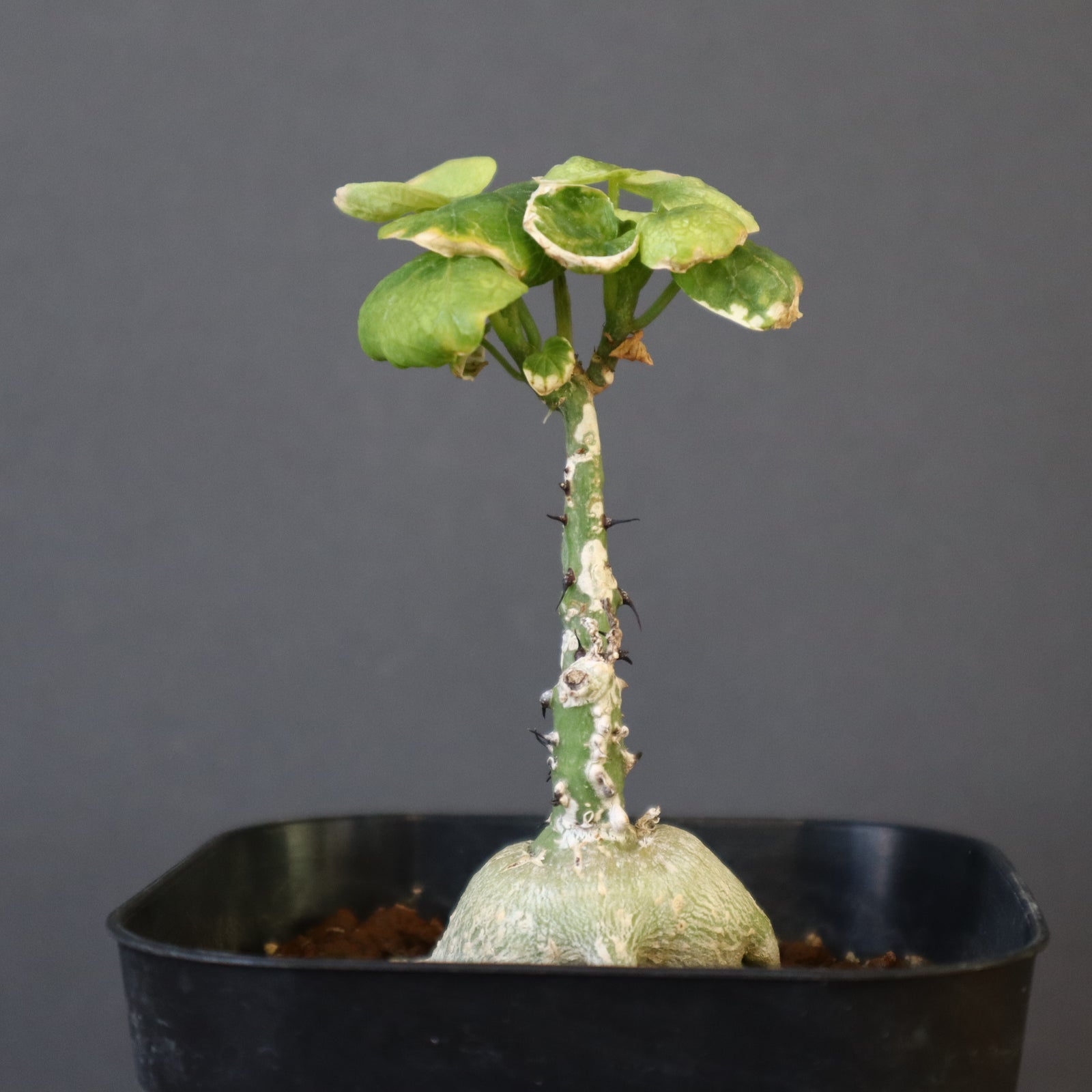 IMG_0549_1bd60a36-5651-4218-