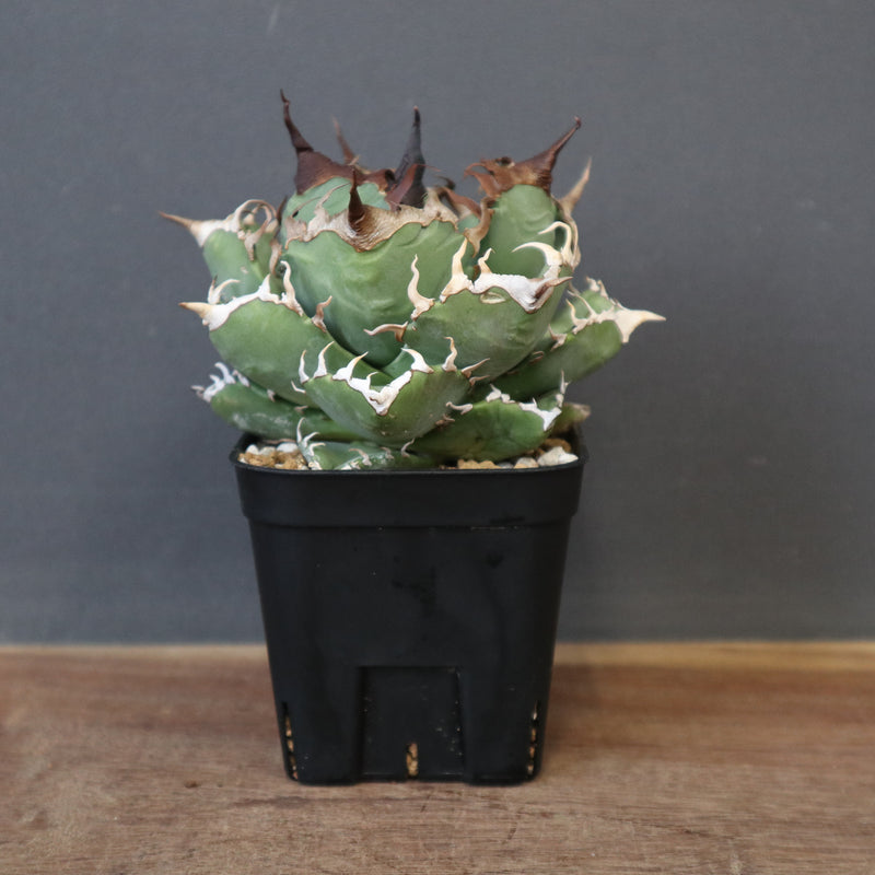 アガベ 魔丸 アガベ 魔丸 EC1361 – TaiShoDo ONLINE SHOP