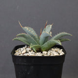 アガベ　ユタエンシス・ネバデンシス EC1198