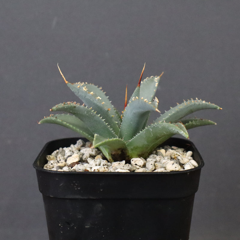 アガベ　ユタエンシス・ネバデンシス EC1198