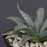 アガベ　ユタエンシス・ネバデンシス EC1198