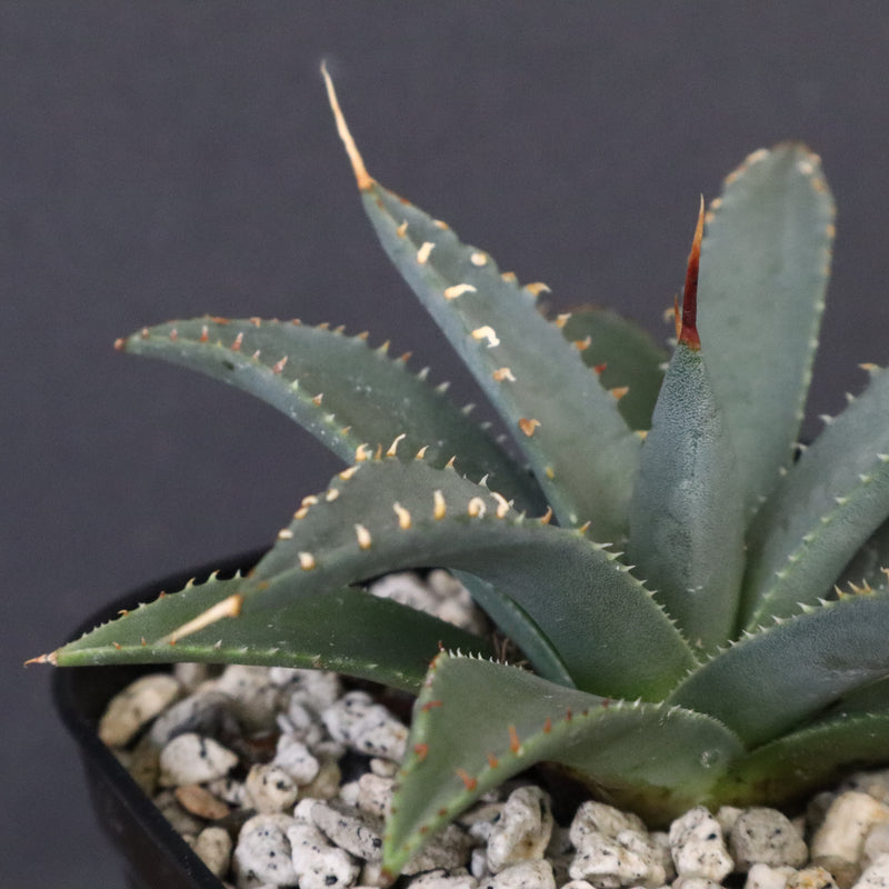 アガベ　ユタエンシス・ネバデンシス EC1198