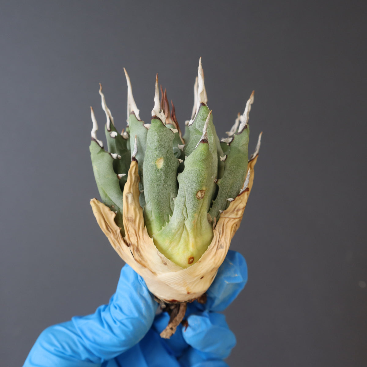 【Nori】アガベ アガベ ハイブリッド '焱' Agave hybrid 'lophantha × Purple