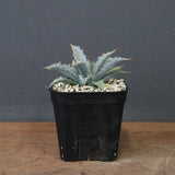 アガベ　ユタエンシス・ネバデンシス EC1199