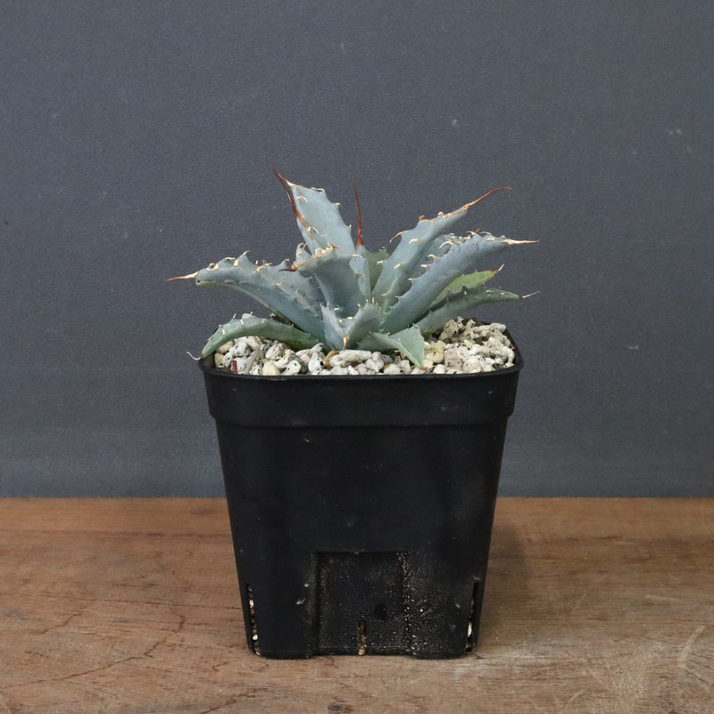 アガベ　ユタエンシス・ネバデンシス EC1199