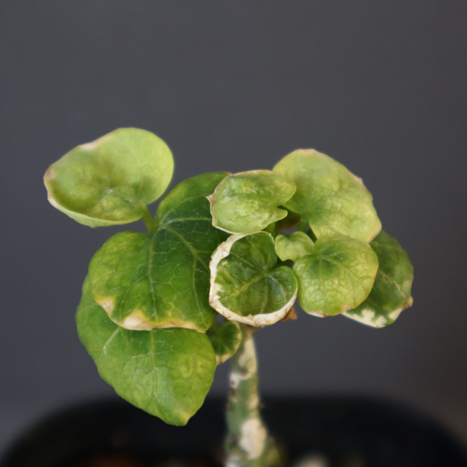 A.アクレアータ （実生）3 – TaiShoDo ONLINE SHOP