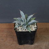 アガベ　ユタエンシス・ネバデンシス EC1199