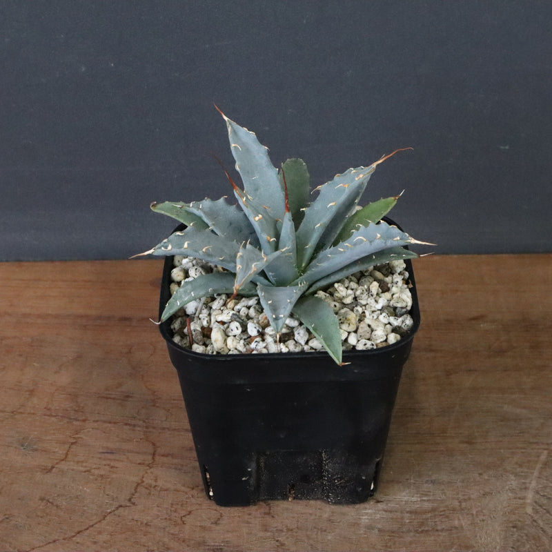 アガベ　ユタエンシス・ネバデンシス EC1199