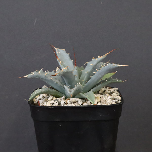 アガベ　ユタエンシス・ネバデンシス EC1199